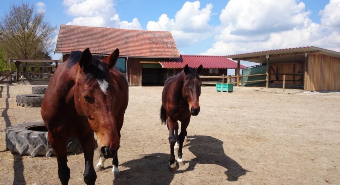 Albhof – Familie Reutter : box et paddocks, pension pour chevaux à Mehrstetten - Photo 2 sur 2