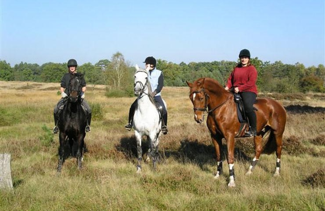 Hof Meningen : box et paddocks, pension pour chevaux à Lüneburger Heide - Photo 3 sur 3