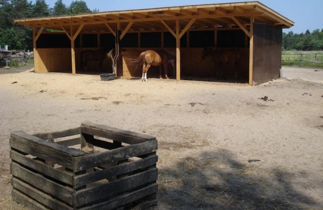 Hof Meningen : box et paddocks, pension pour chevaux à Lüneburger Heide - Photo 2 sur 3