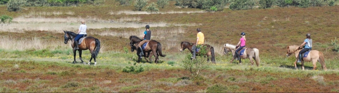 Buchenhof – Elisabeth Witt & Felix Fre : box et paddocks, pension pour chevaux à Cuxhaven - Photo 1 sur 2