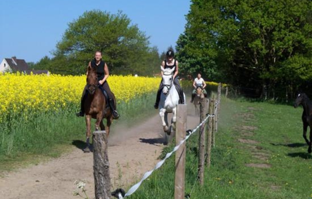 Buchenhof – Elisabeth Witt & Felix Fre : box et paddocks, pension pour chevaux à Cuxhaven - Photo 2 sur 2