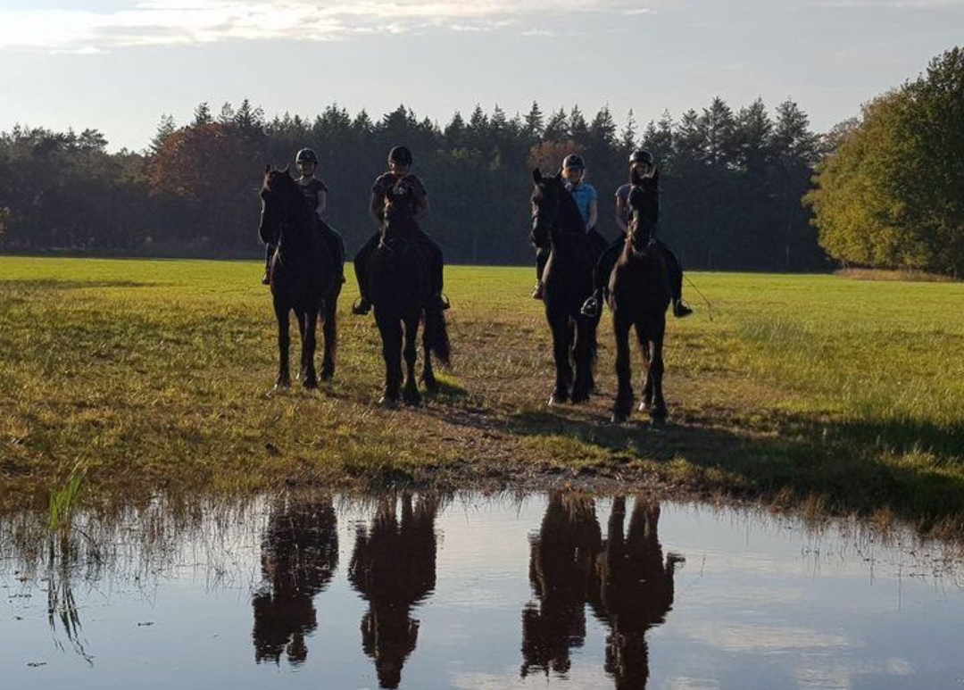 Reitsportfreunde Winterberg – Western & Klassisch e.V. : box et paddocks, pension pour chevaux à Winterberg - Photo 2 sur 2