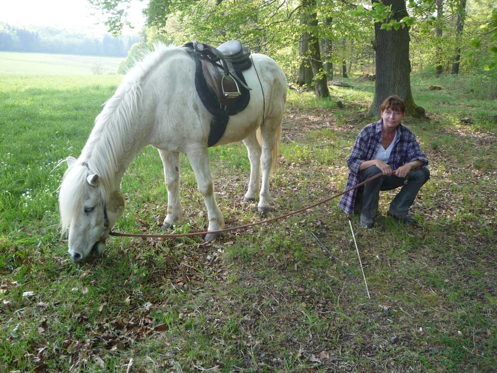 Hestavin – Petra Rodinger : box et paddocks, pension pour chevaux à Grünberg - Photo 3 sur 4
