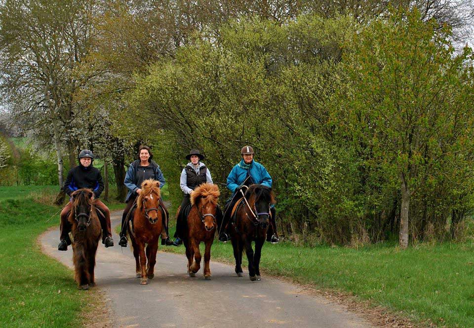 Hestavin – Petra Rodinger : box et paddocks, pension pour chevaux à Grünberg - Photo 1 sur 4