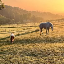 Saigenranch : box et paddocks, pension pour chevaux à Pleisweiler-Oberhofen - Photo 3 sur 4