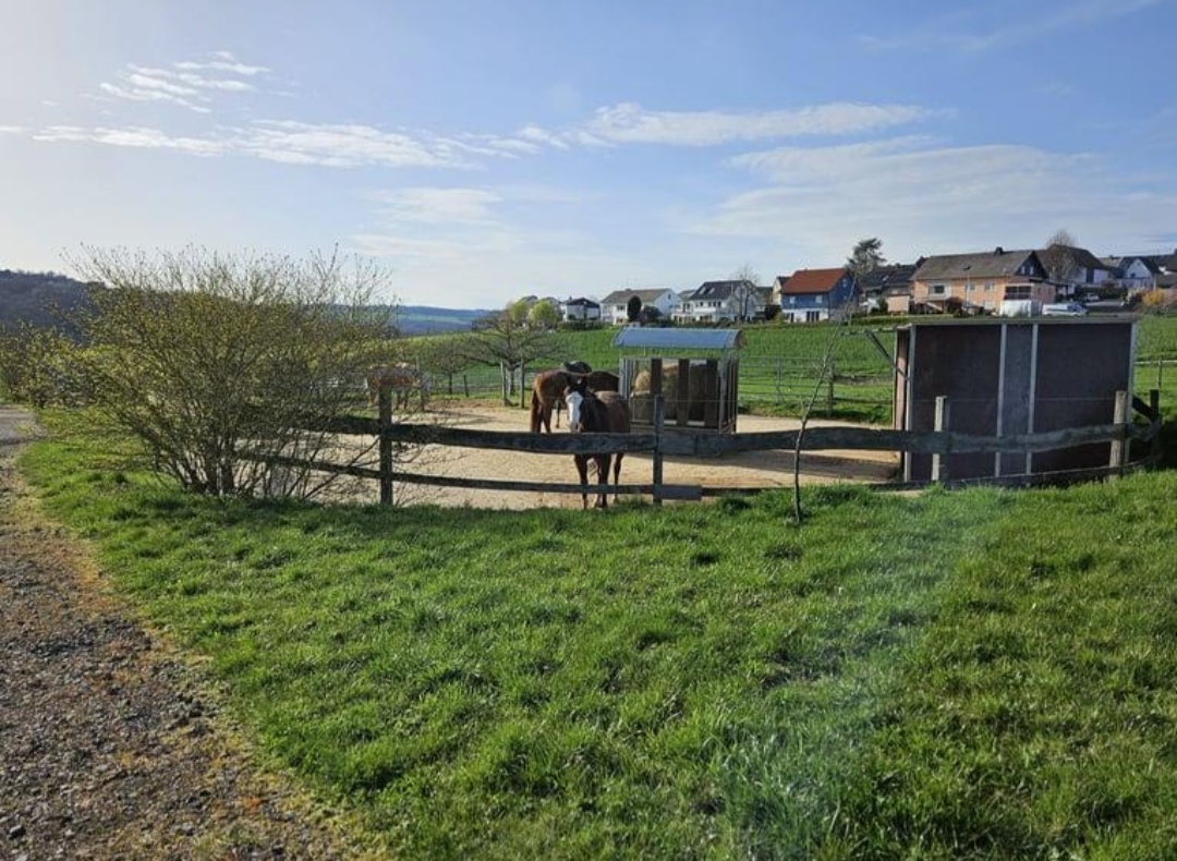 Reitbetrieb & Ferienhäuser Hohenstein : box et paddocks, pension pour chevaux à Hohenstein - Photo 3 sur 3