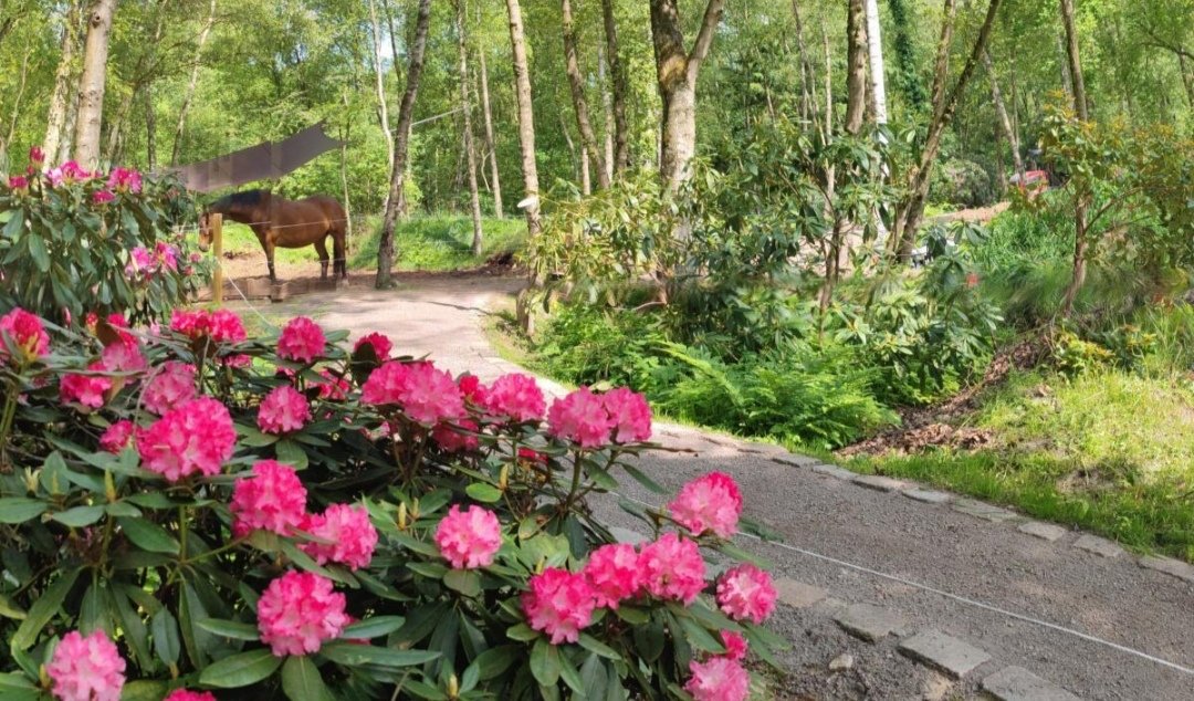Rhododendronhof ? Familie Hinrich Bockelmann : box et paddocks, pension pour chevaux à Bispingen-Behringen - Photo 1 sur 3