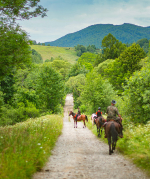 Centre Européen du Cheval : box et paddocks, pension pour chevaux à Vielsalm - Photo 4 sur 5