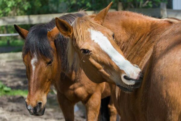 Wildrosenhof Alt Sammit : box et paddocks, pension pour chevaux à Krakow am See Alt Sammit