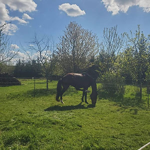 L’Évasion du Berger Australien / L’Eau Noire au Galop : box et paddocks, pension pour chevaux à Cul-des-Sarts (Couvin) - Photo 2 sur 4