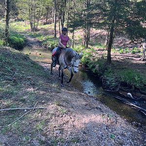 L’Évasion du Berger Australien / L’Eau Noire au Galop : box et paddocks, pension pour chevaux à Cul-des-Sarts (Couvin) - Photo 4 sur 4