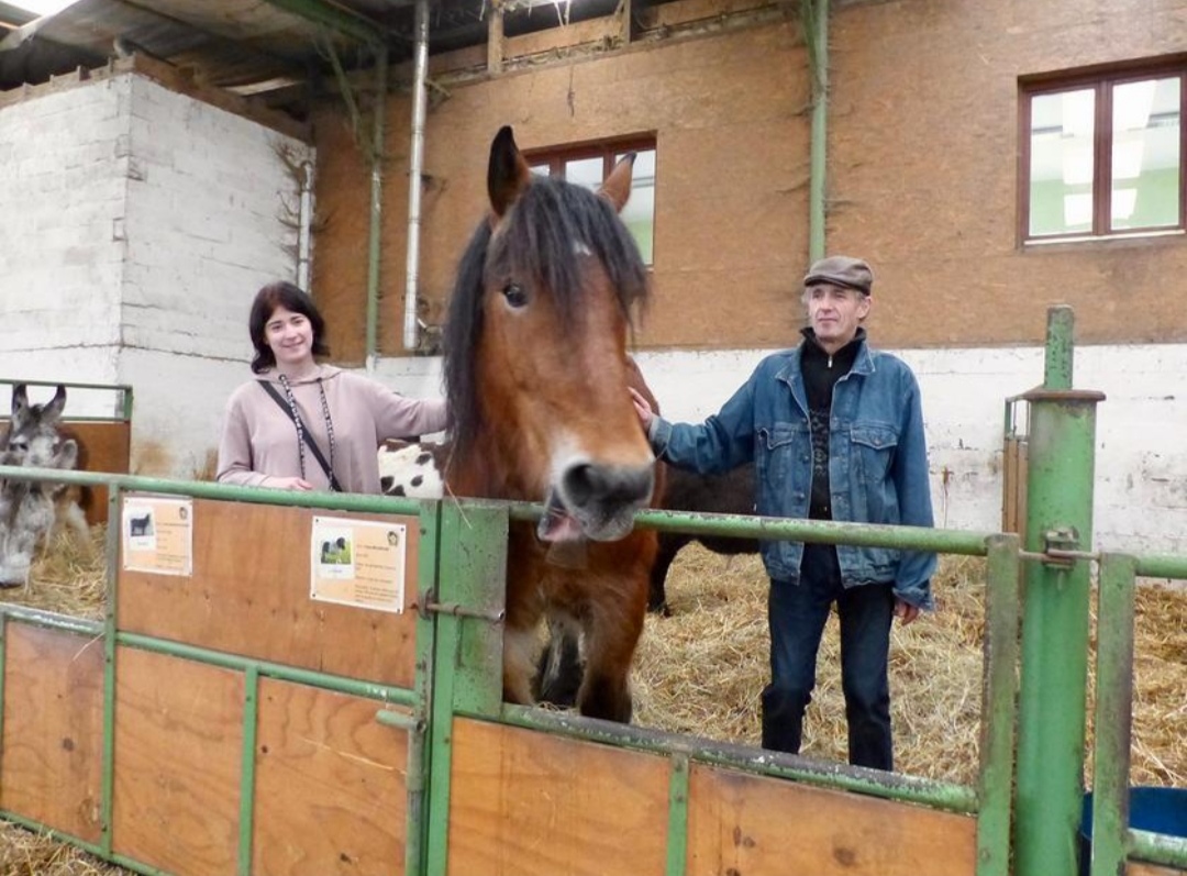Pension pour chevaux de la Ferme du Parc : box et paddocks, pension pour chevaux à Montignies-lez-Lens (Lens) - Photo 2 sur 2