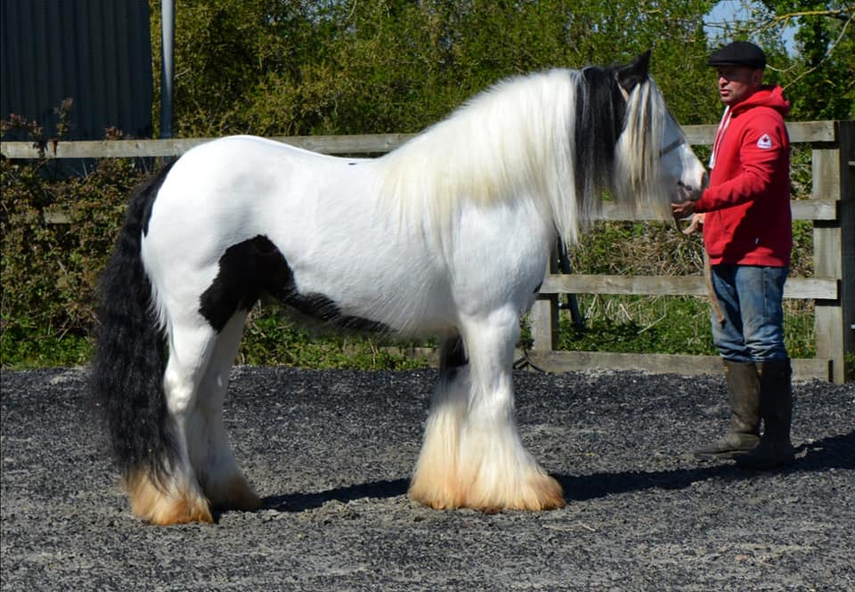 Stal van 't Heideveld : box et paddocks, pension pour chevaux à Zuidwolde - Photo 1 sur 2