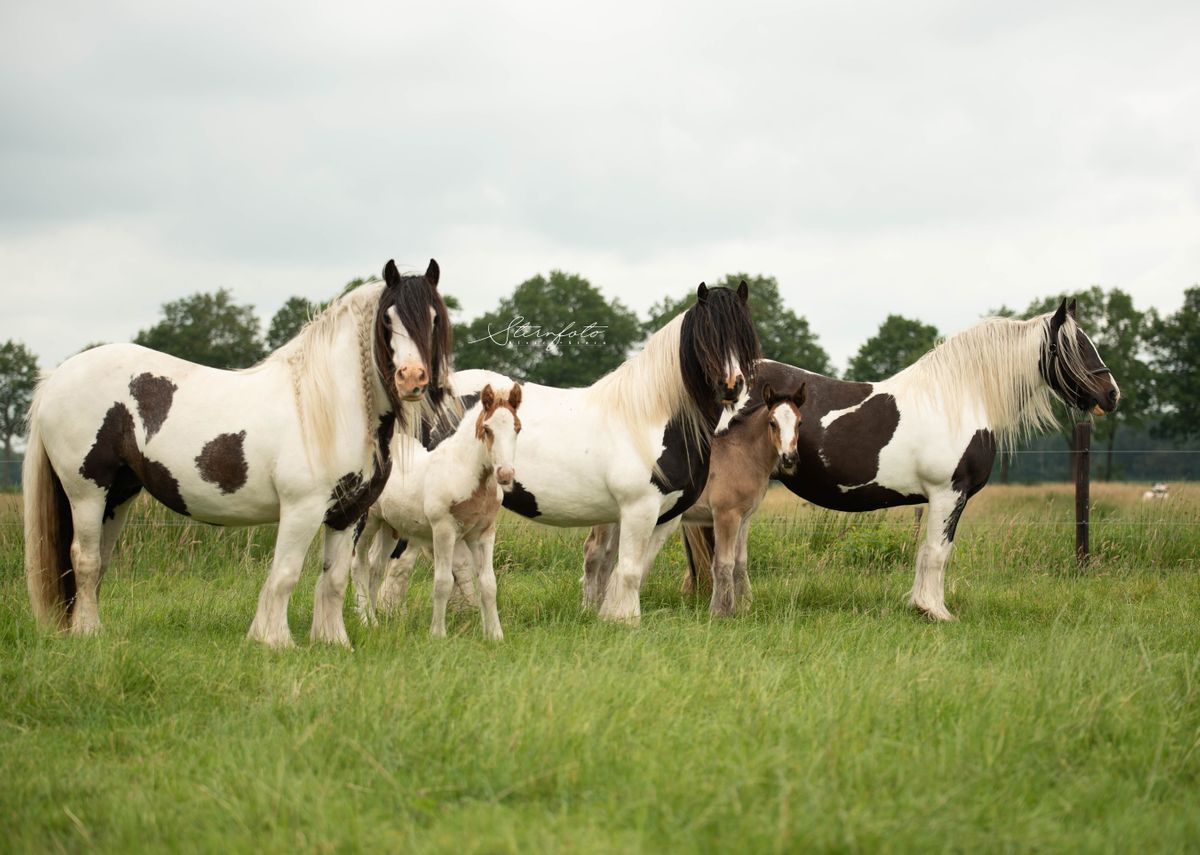 Stal van 't Heideveld : box et paddocks, pension pour chevaux à Zuidwolde - Photo 2 sur 2