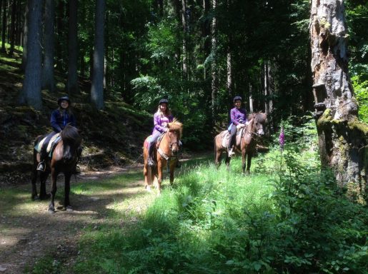 Hof Birkenau : box et paddocks, pension pour chevaux à Züsch - Photo 1 sur 2