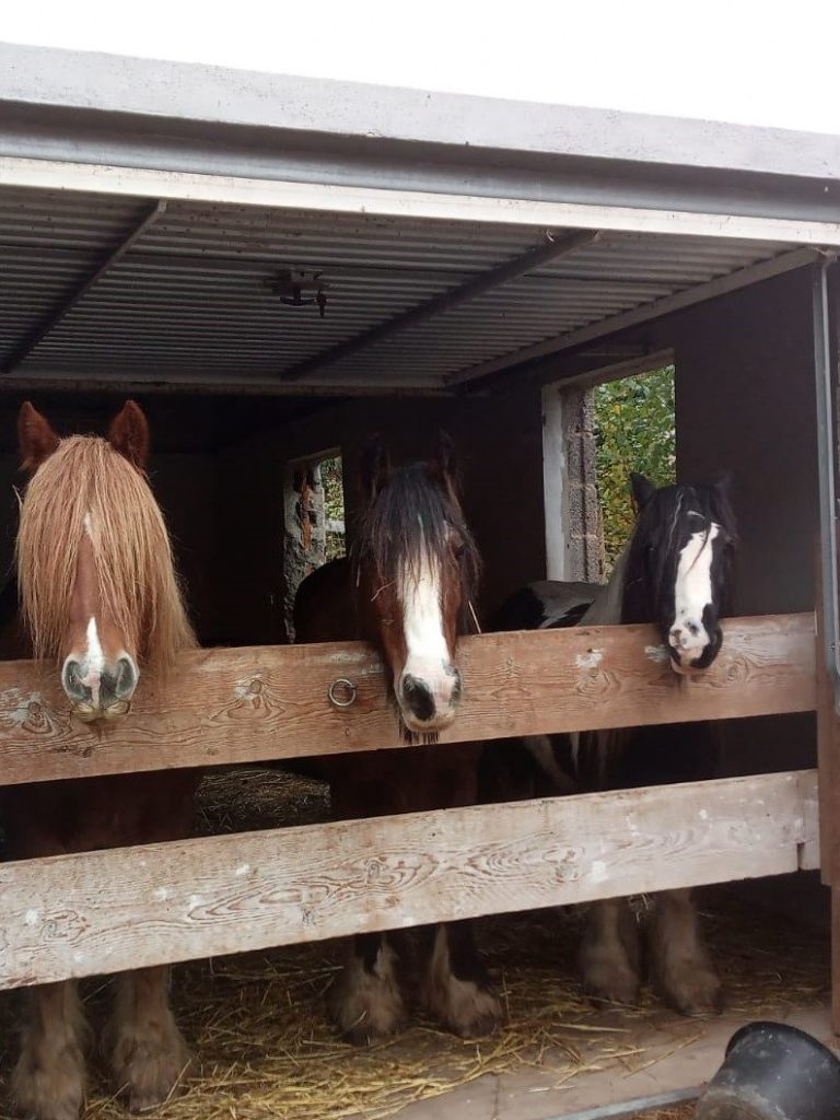 Wanderreitstation „Bei Gabi : box et paddocks, pension pour chevaux à Niederbrombach - Photo 1 sur 5