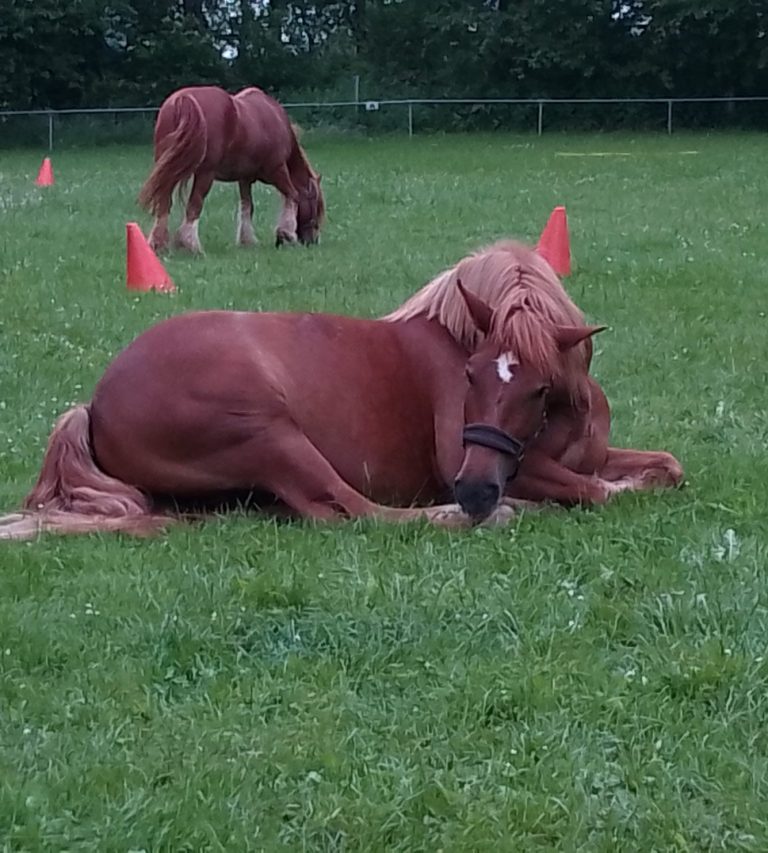 Wanderreitstation „Bei Gabi : box et paddocks, pension pour chevaux à Niederbrombach - Photo 4 sur 5