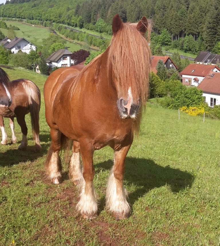 Wanderreitstation „Bei Gabi : box et paddocks, pension pour chevaux à Niederbrombach - Photo 5 sur 5