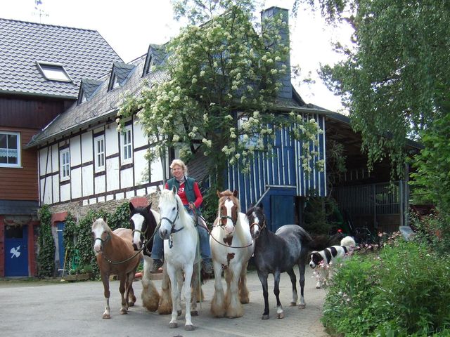 Pferdehof Dilligsmühle : box et paddocks, pension pour chevaux à Kümbdchen - Photo 3 sur 3
