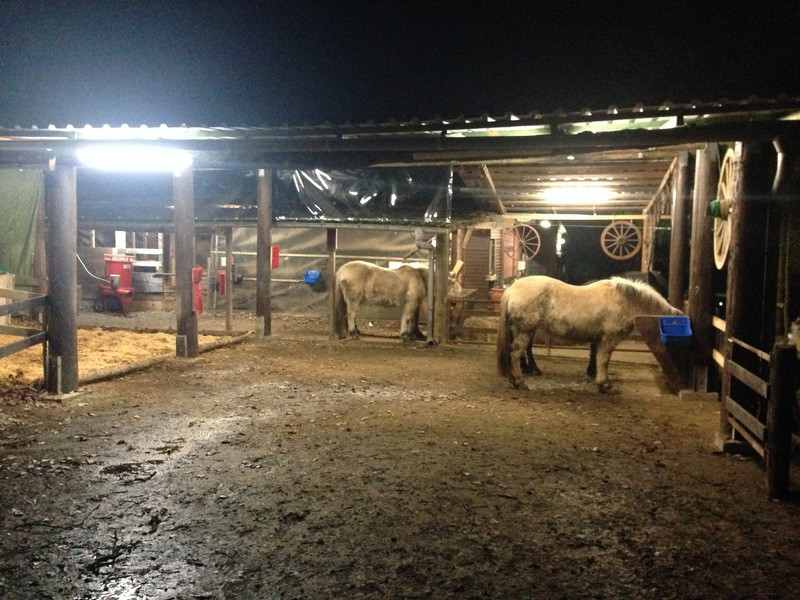Wanderreiter Frank : box et paddocks, pension pour chevaux à Aschbach - Photo 4 sur 4