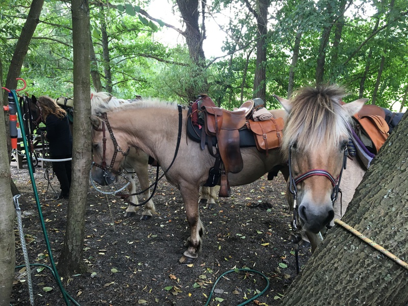Wanderreiter Frank : box et paddocks, pension pour chevaux à Aschbach - Photo 2 sur 4