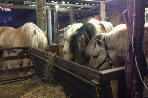 Wanderreiter Frank : box et paddocks, pension pour chevaux à Aschbach - Photo 1 sur 4