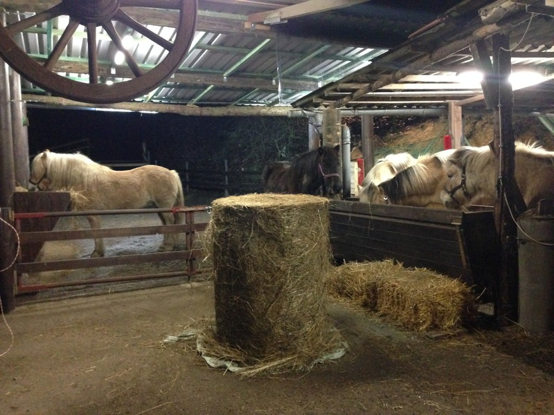 Wanderreiter Frank : box et paddocks, pension pour chevaux à Aschbach - Photo 3 sur 4