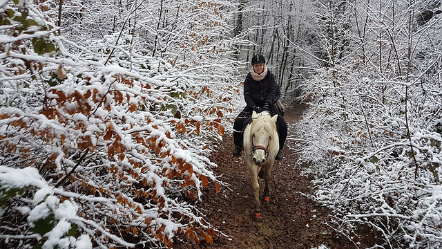 Reitbetrieb Merges : box et paddocks, pension pour chevaux à Friedelhausen - Photo 4 sur 4