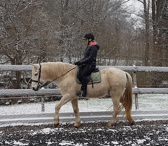 Reitbetrieb Merges : box et paddocks, pension pour chevaux à Friedelhausen - Photo 3 sur 4