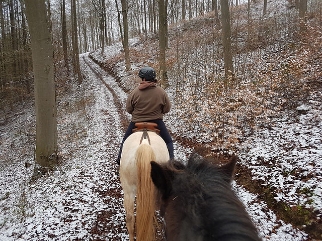 Reitbetrieb Merges : box et paddocks, pension pour chevaux à Friedelhausen - Photo 2 sur 4