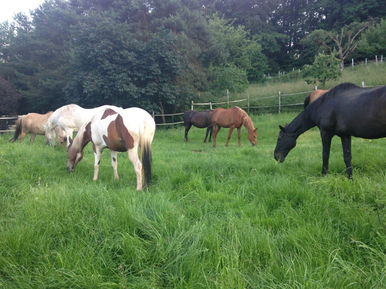 Schönbachhof : box et paddocks, pension pour chevaux à Silz - Photo 1 sur 3