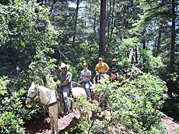Cedar Crest Stables : box et paddocks, pension pour chevaux à Cedar Crest - Photo 5 sur 5