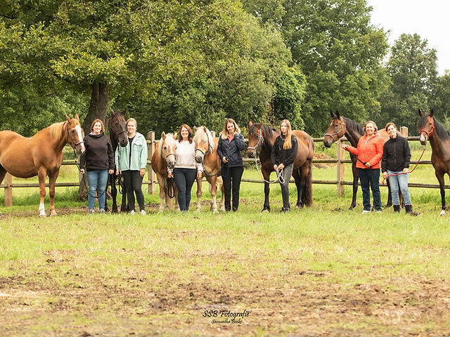 Rica's Trails : box et paddocks, pension pour chevaux à Maaseik (Neeroeteren) - Photo 3 sur 3