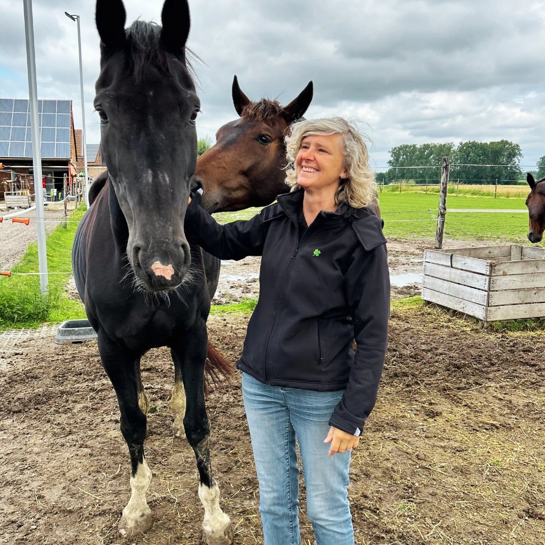 Hof van ’t Rommersum : box et paddocks, pension pour chevaux à Zoutleeuw - Photo 2 sur 4