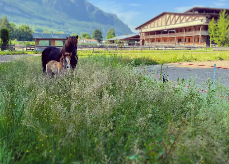 Alps Coliseum : box et paddocks, pension pour chevaux à Egna / Neumarkt - Photo 1 sur 2