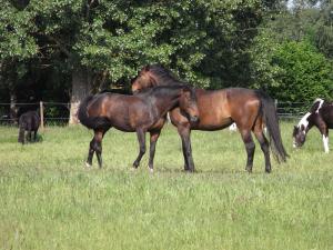 Ferien- und Reiterhof Siefert : box et paddocks, pension pour chevaux à Wustrow - Photo 2 sur 3