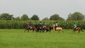 Ferien- und Reiterhof Siefert : box et paddocks, pension pour chevaux à Wustrow - Photo 3 sur 3