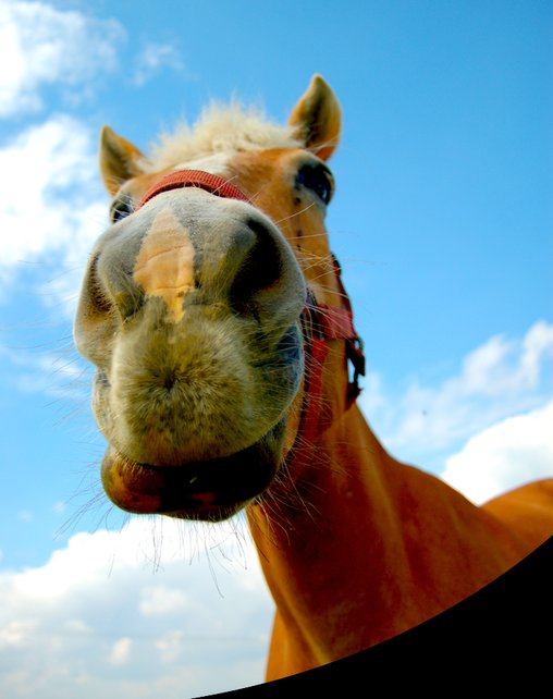 Ferienhof Berit Botschatzke : box et paddocks, pension pour chevaux à Lübz - Photo 2 sur 2