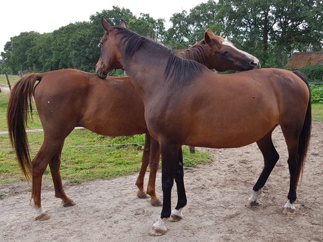 B&B 't Labyrint : box et paddocks, pension pour chevaux à 't Harde - Photo 1 sur 2