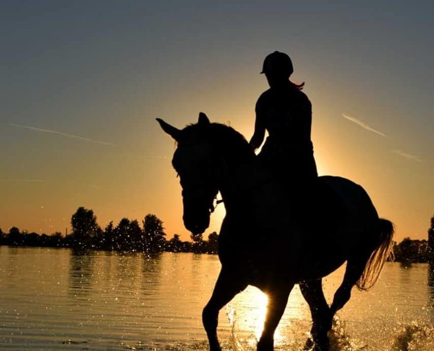 Manège De Drie Vijvers : box et paddocks, pension pour chevaux à De Panne / Adinkerke - Photo 2 sur 3