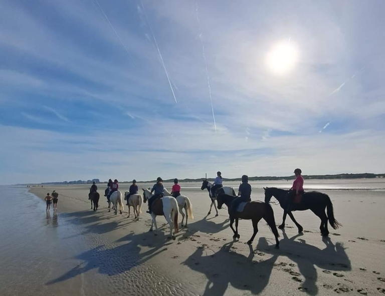 Manège De Drie Vijvers : box et paddocks, pension pour chevaux à De Panne / Adinkerke - Photo 3 sur 3