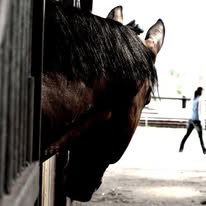 Centre équestre de la Scie : box et paddocks, pension pour chevaux à Longueville-sur-Scie - Photo 2 sur 3