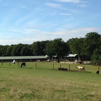EARL Les Écuries d Haravilliers : box et paddocks, pension pour chevaux à Haravilliers - Photo 3 sur 5