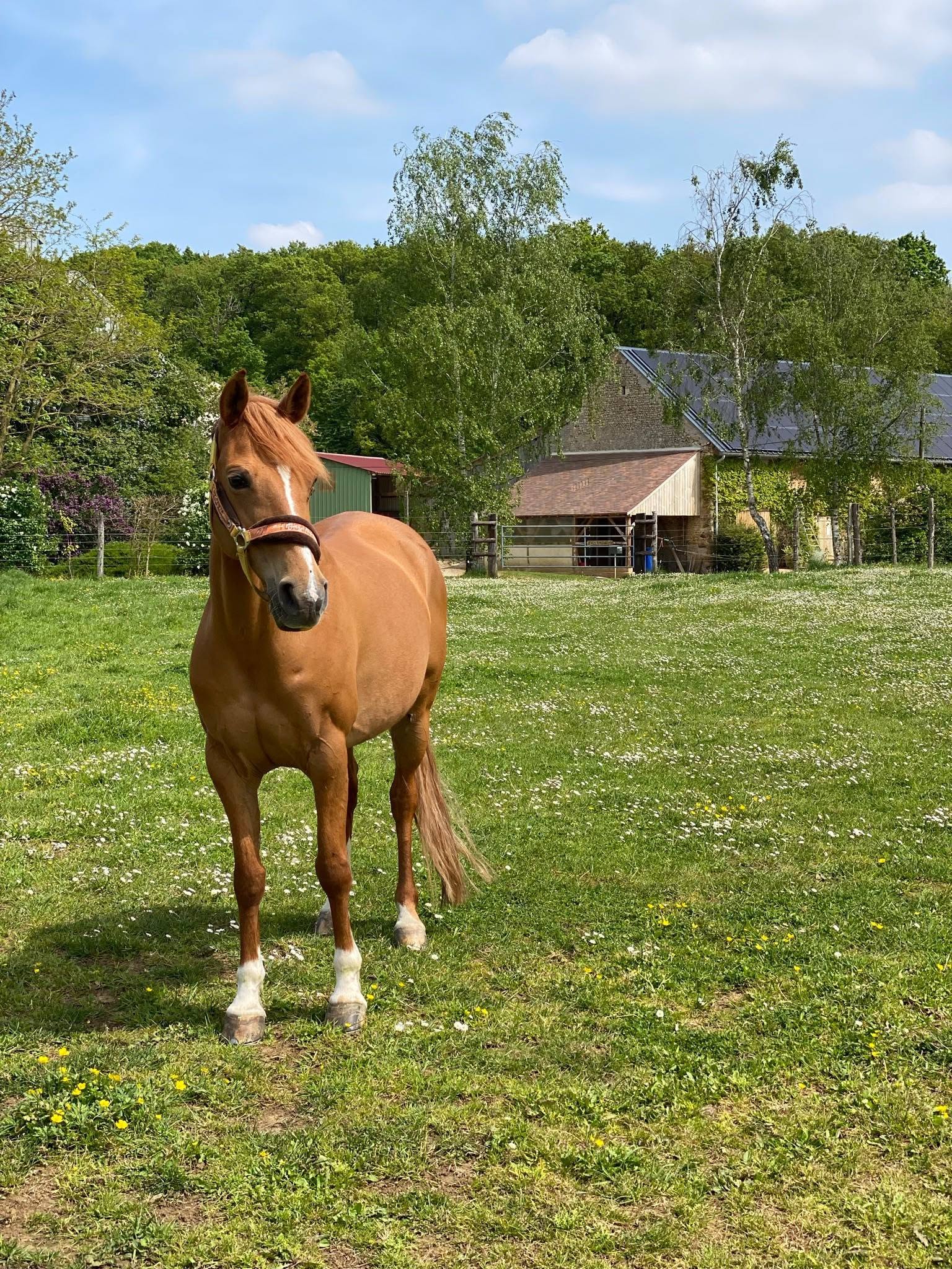 Ecurie du Bois normand : box et paddocks, pension pour chevaux à Coulombiers - Photo 5 sur 5