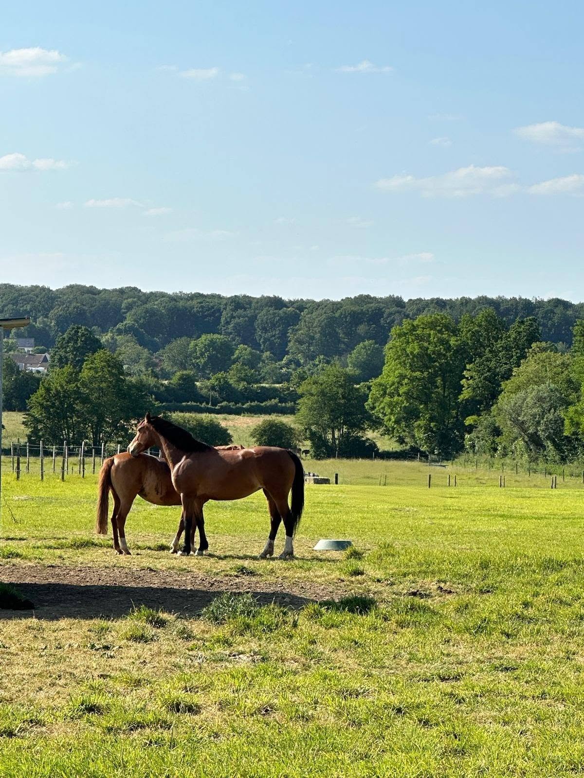 Ecurie du Bois normand : box et paddocks, pension pour chevaux à Coulombiers - Photo 2 sur 5