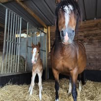 Écurie OLIVIER : box et paddocks, pension pour chevaux à Saint-Planchers - Photo 2 sur 5