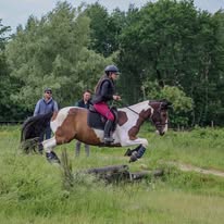Ecurie Robin Verlhac : box et paddocks, pension pour chevaux à Créon - Photo 3 sur 5